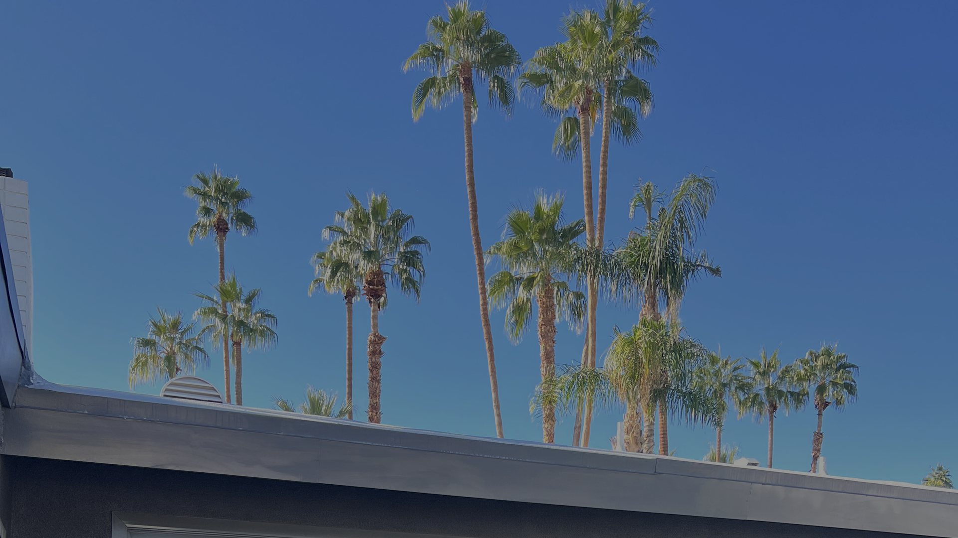 Akbar Caters - palm trees banner